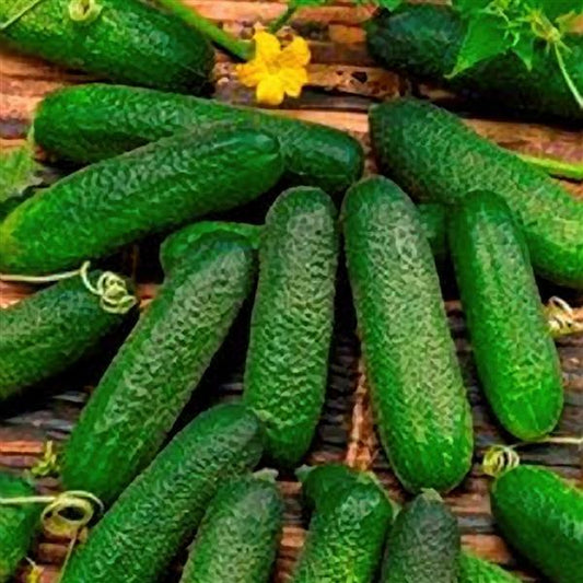 Corentine Cucumber Seeds | 50 Burpless Pickling Vegetable Seeds