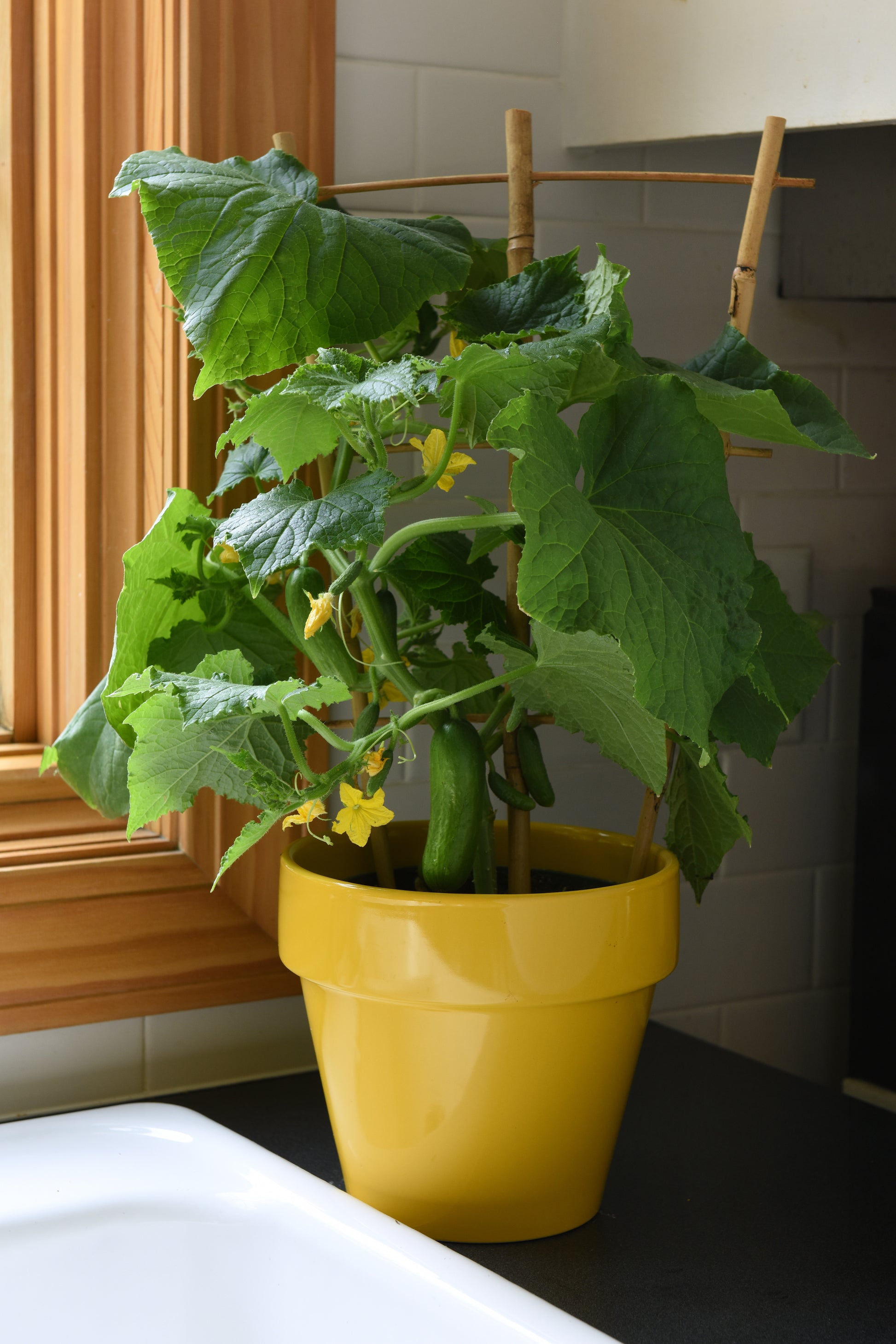 plant cucumber seeds indoors 25 Cucumber Seeds Kitchen Minis Potted Cucumber