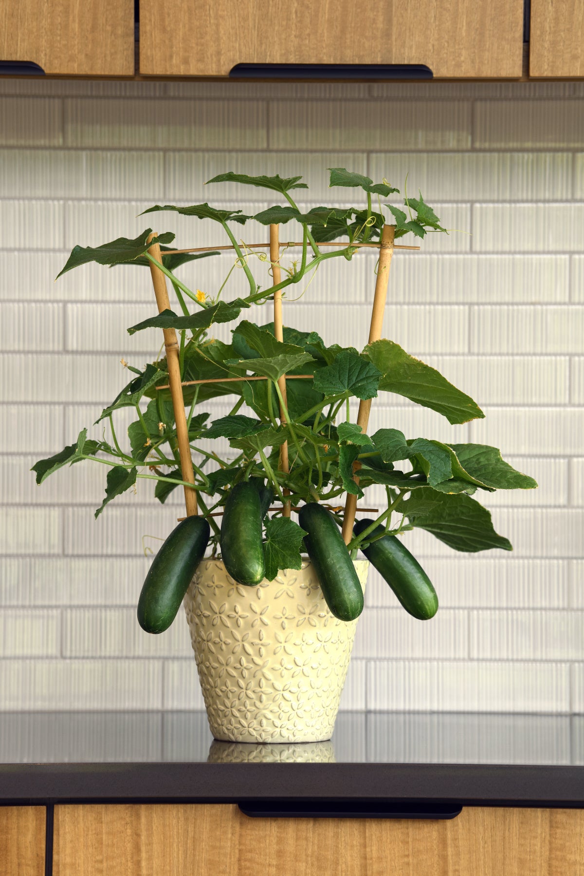 plant cucumber seeds indoors 25 Cucumber Seeds | Kitchen Minis