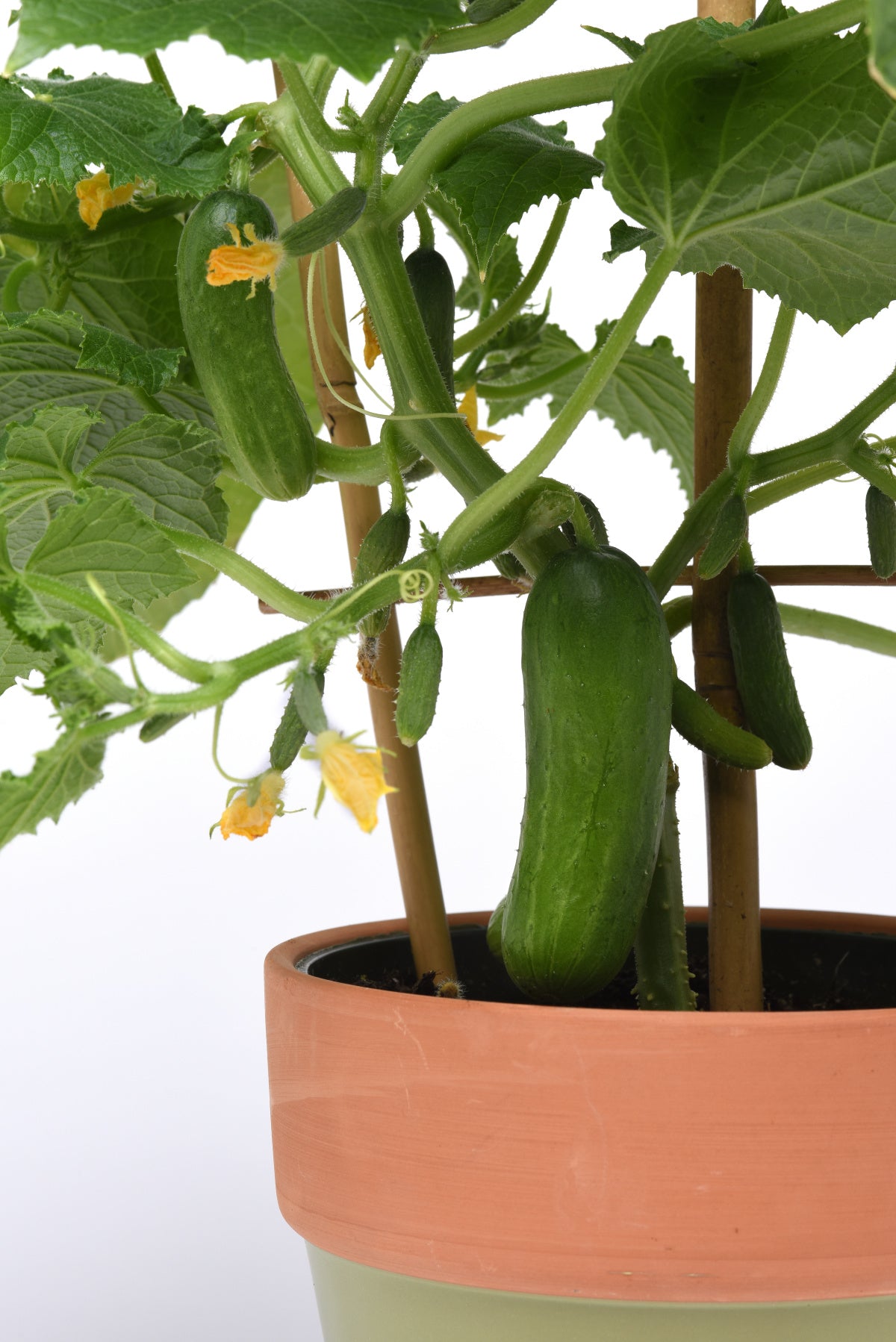 mini cucumber plants in pots 25 Cucumber Seeds | Kitchen Minis