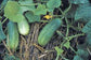 National Pickling Cucumber Seeds 100 Seeds