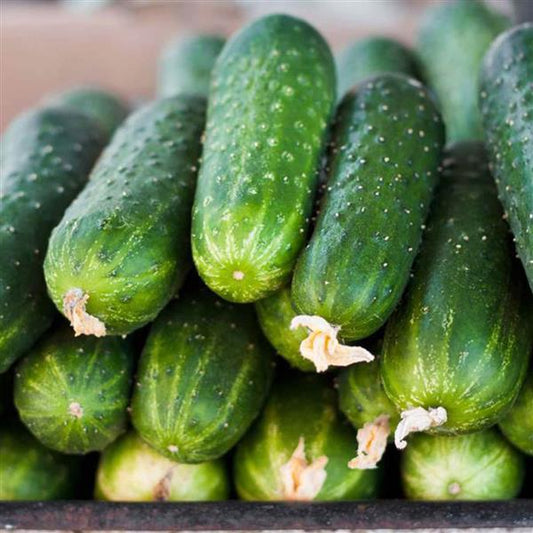 Peticue Bush Cucumber Seeds – 25 F1 Compact Slicing Cucumber Seeds