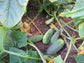 50 Cucumber Seeds Pick A Bushel Pickling Cucumber F1 Hybrid