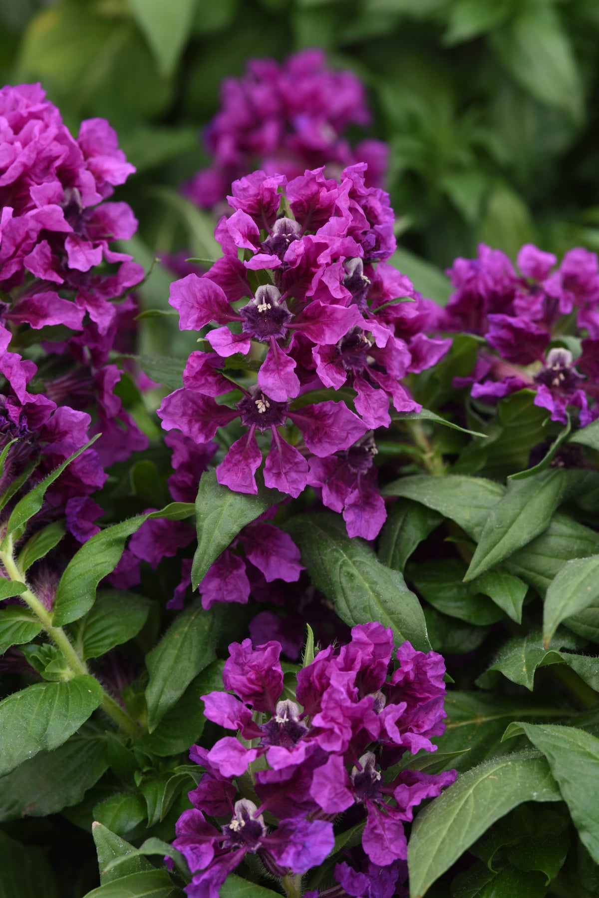 Sweet Talk Violet Splash cuphea flowers with violet petals and deep purple centers among green leaves
