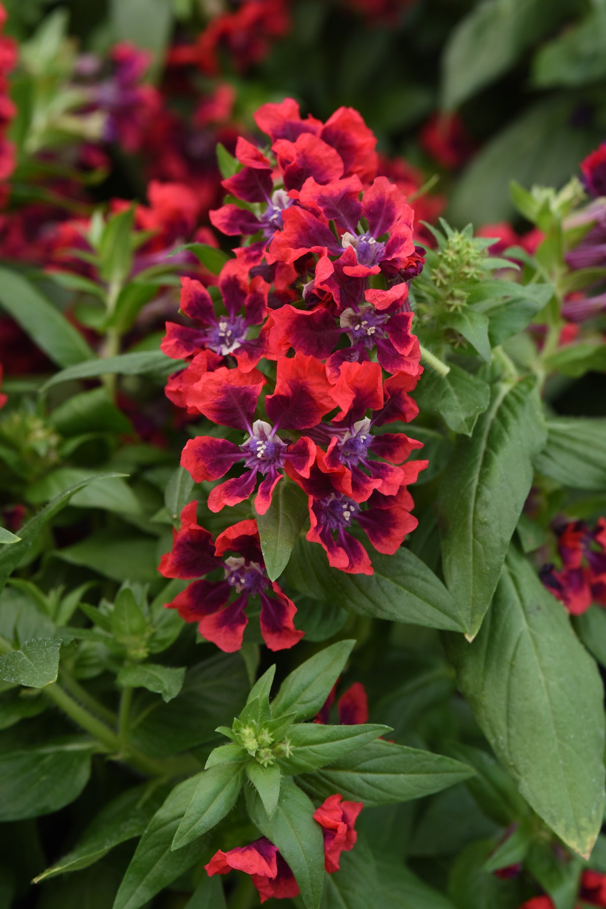Sweet Talk Red Splash cuphea flowers with red petals, deep purple centers, and green foliag