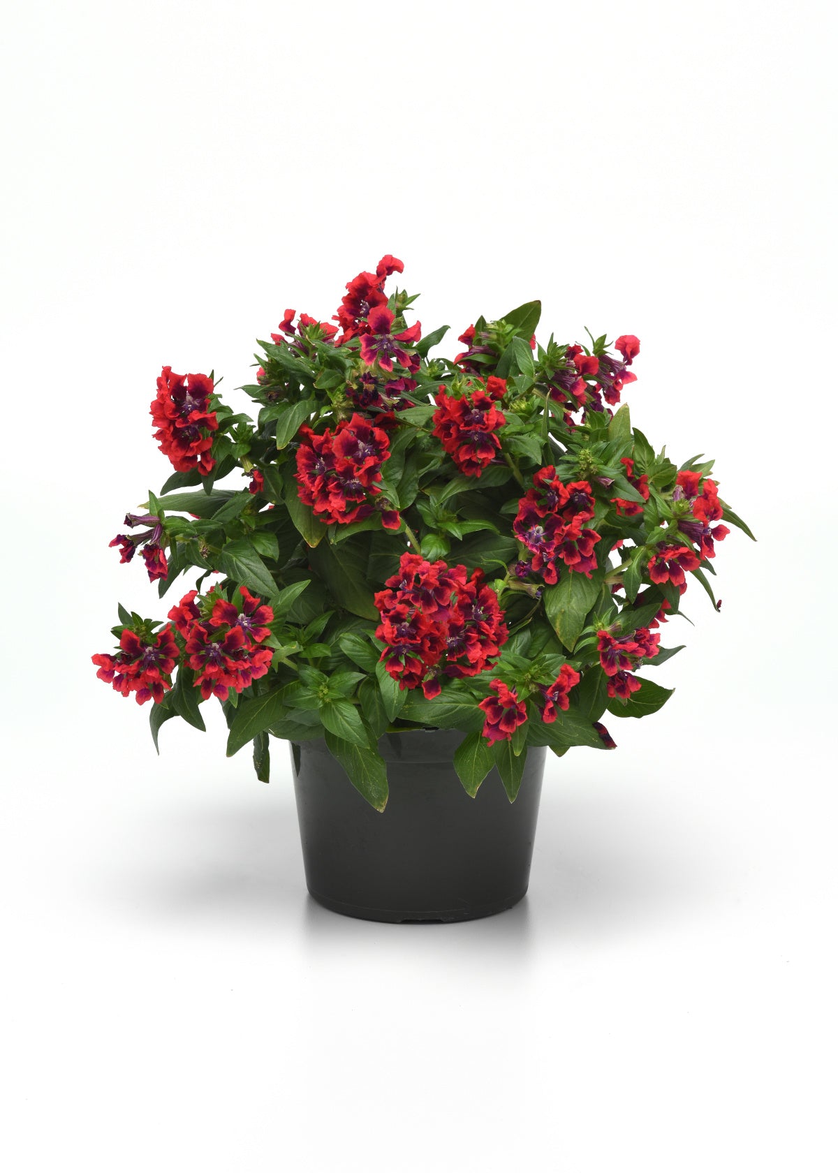 Sweet Talk Red Splash cuphea in a black nursery pot with compact green foliage and red-purple blooms