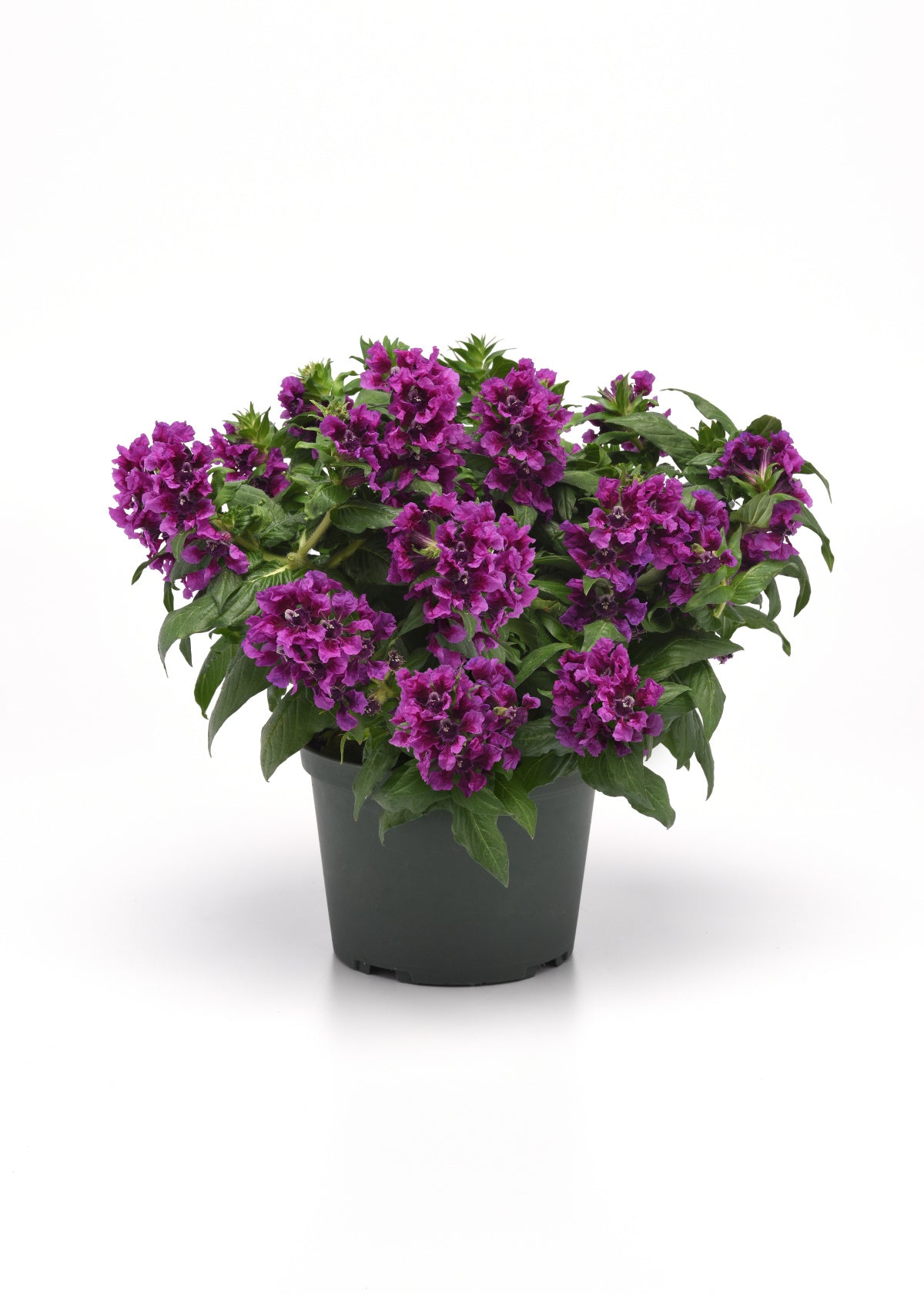 Sweet Talk Violet Splash cuphea in a black nursery pot with clusters of purple flowers and green foliage