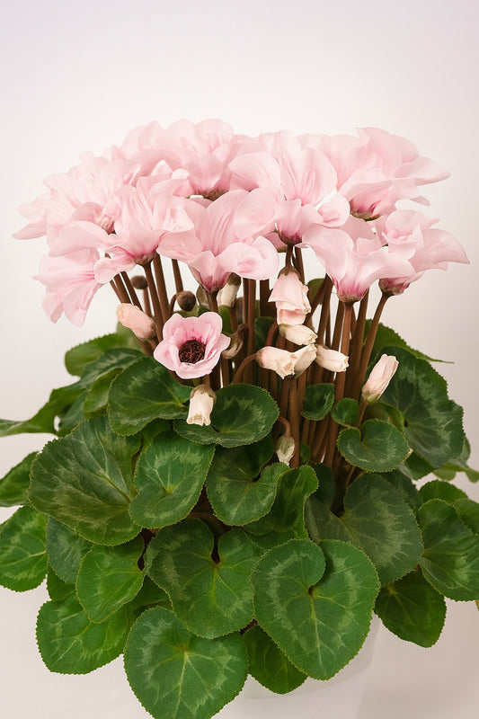 Cyclamen Seeds – Illusia Light Eye F1 Hybrid | 15 Premium Flower Seeds