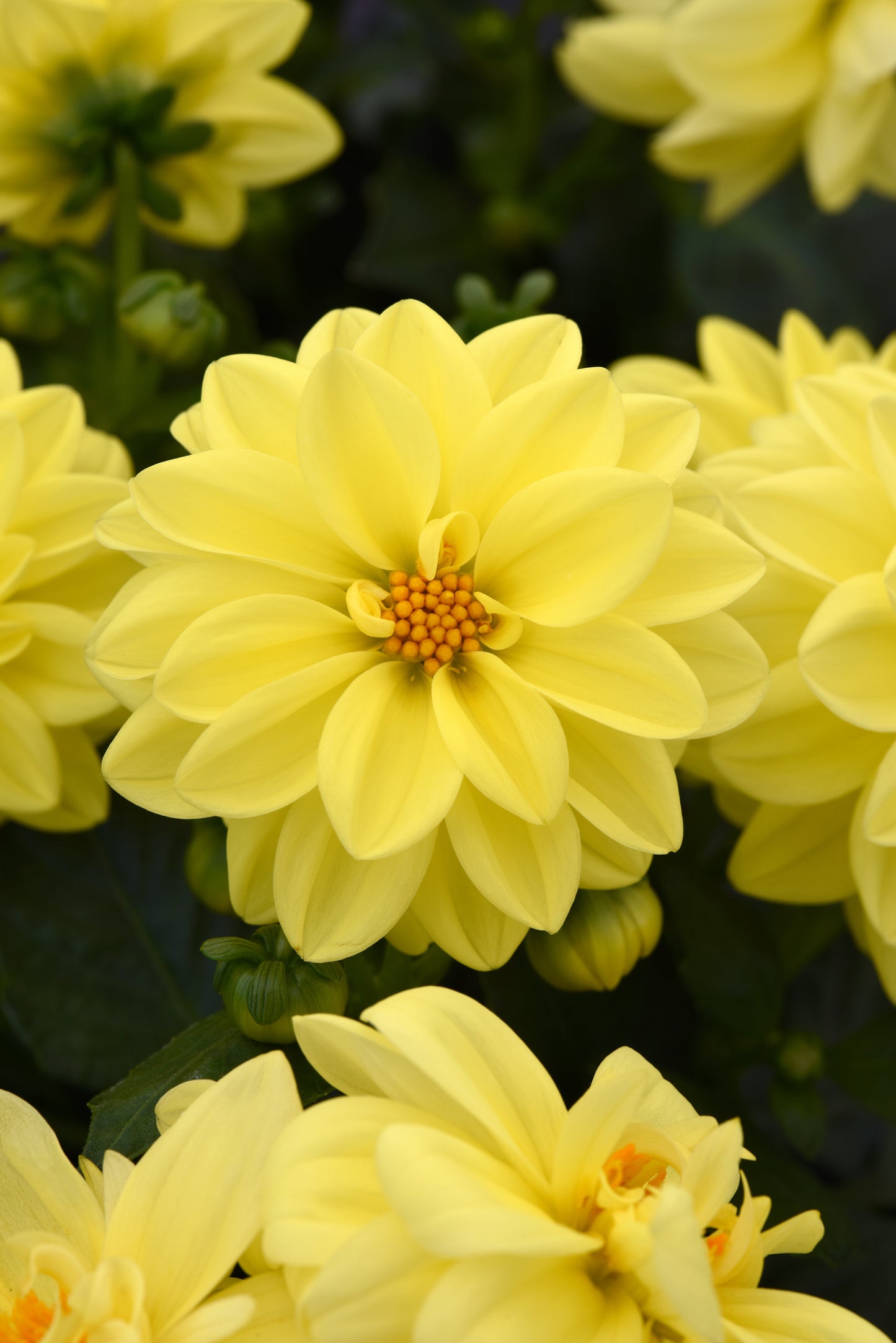 Dahlia Seeds Figaro Yellow Shades 50 Seeds Dahlia Flowers