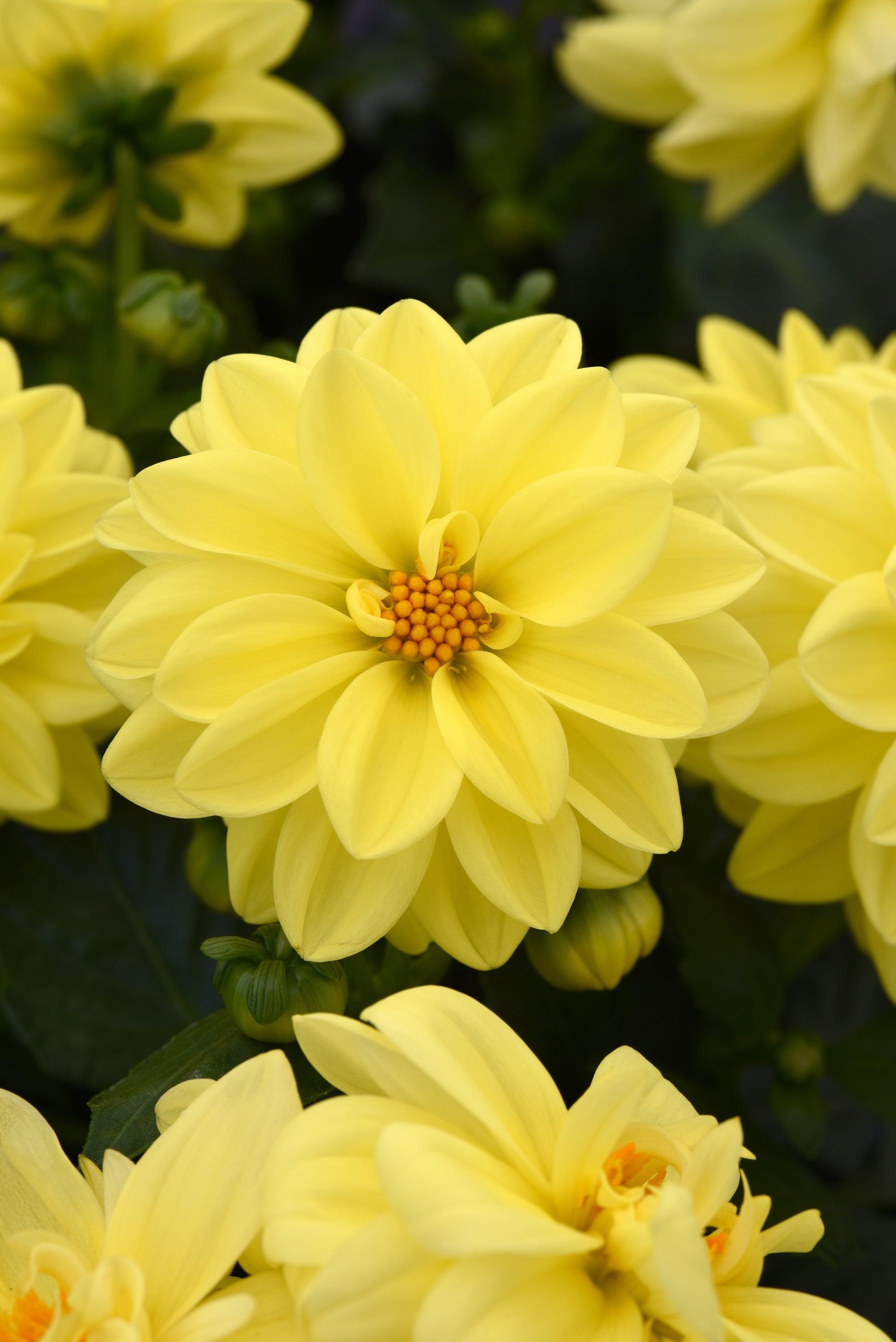Dahlia Seeds Figaro Yellow Shades 50 Seeds Dahlia Flowers