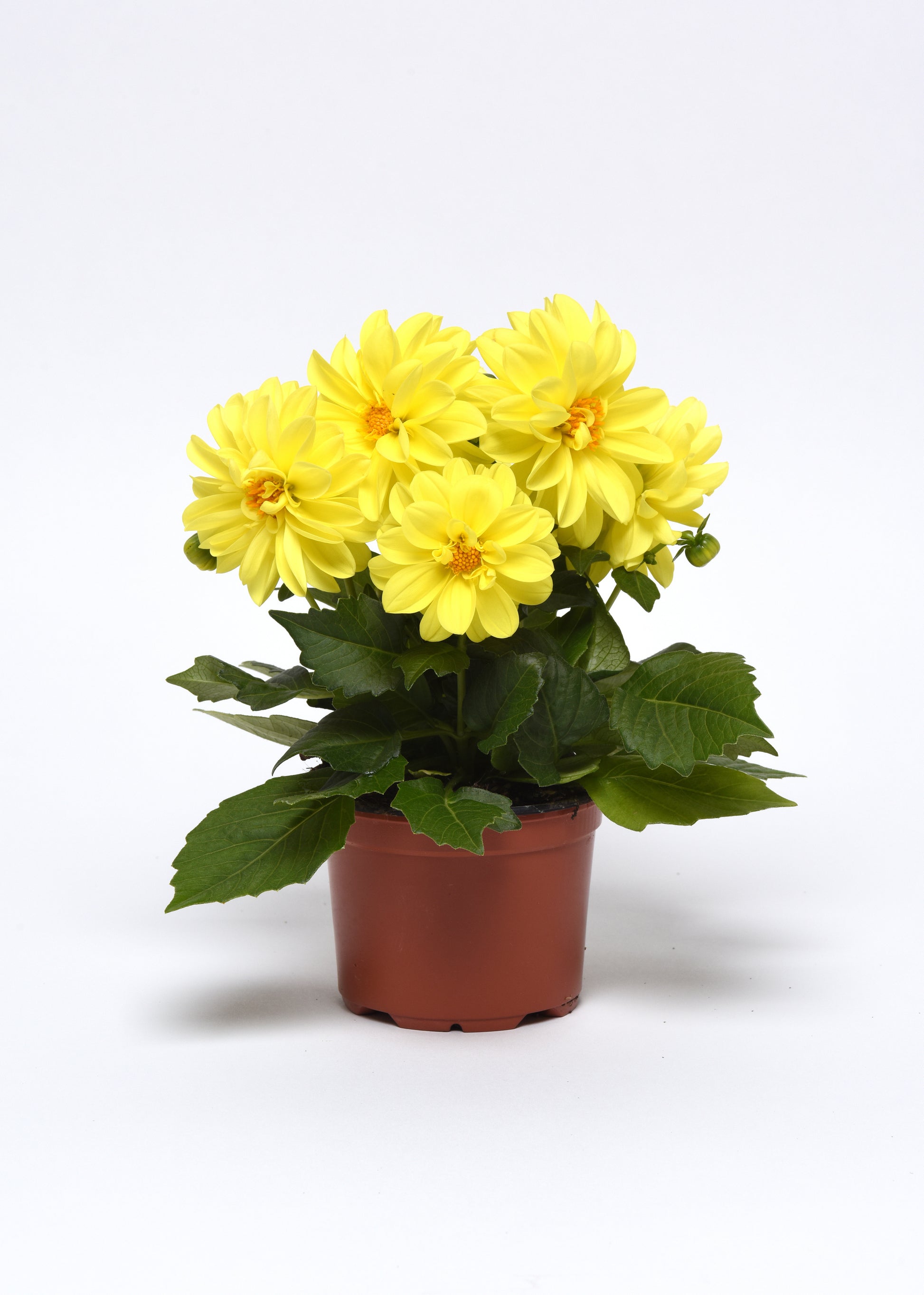 dahlia figaro seeds Dahlia Seeds | Flower Seeds