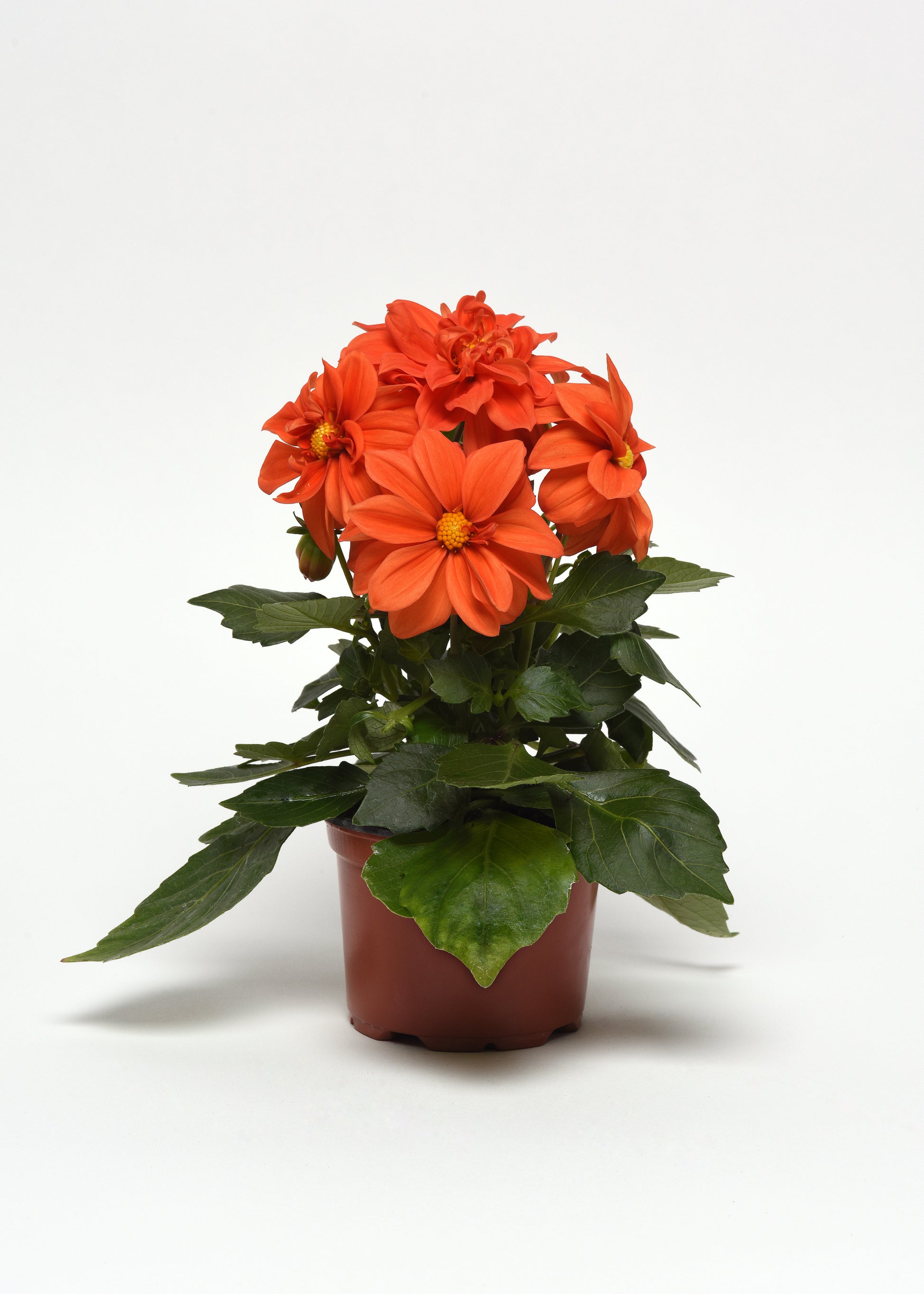 50 Dahlia Seeds Figaro Orange Shades Dahlia Flowers