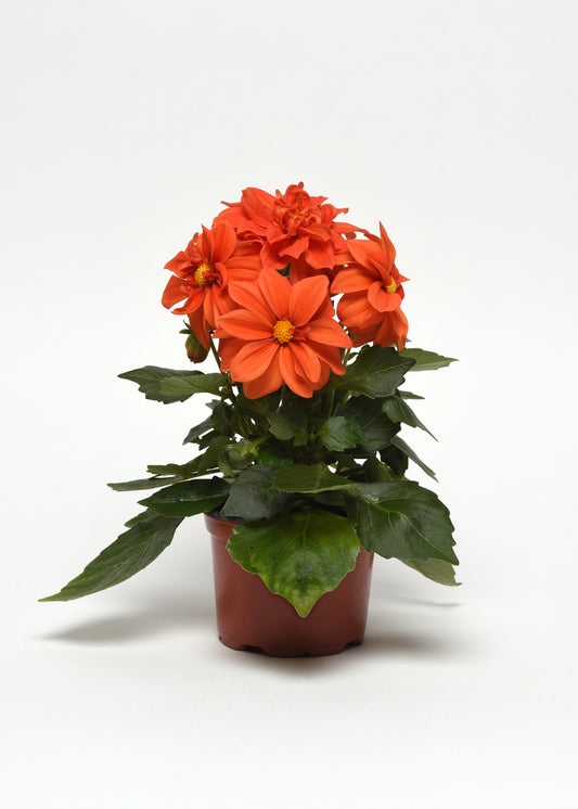 50 Dahlia Seeds Figaro Orange Shades Dahlia Flowers