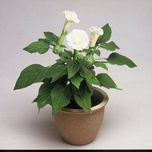 Datura Seeds Angels Trumpet Datura Ballerina White 25 Seeds Brugmansia Flower