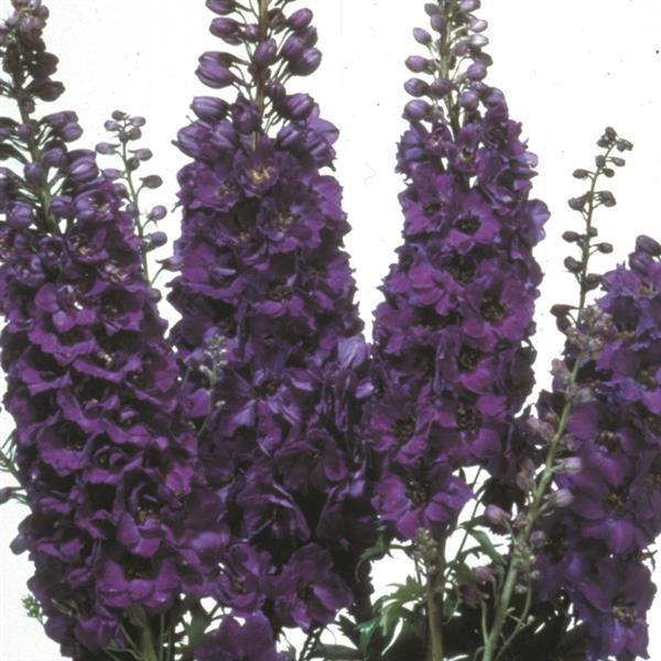 50 Delphinium Seeds Magic Fountain Dark Blue Dark Bee Perennial Seeds