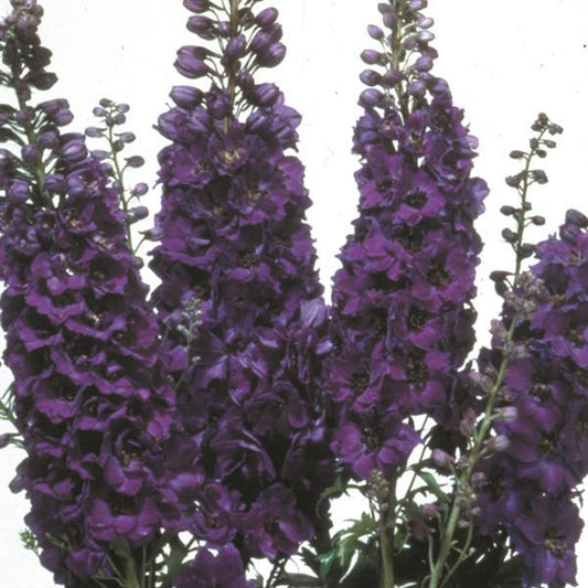 50 Delphinium Seeds Magic Fountain Dark Blue Dark Bee Perennial Seeds