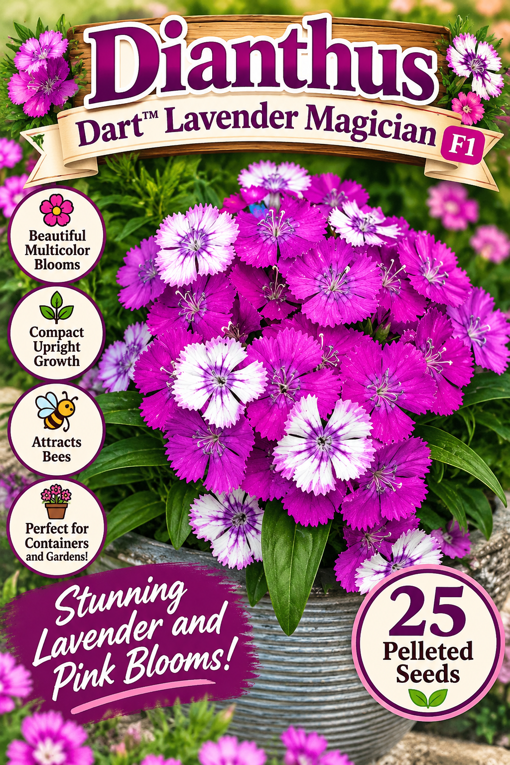 Dianthus Dart Lavender Magician F1 with pink-purple and pale lavender blooms in a gray pot; 25 pelleted seeds