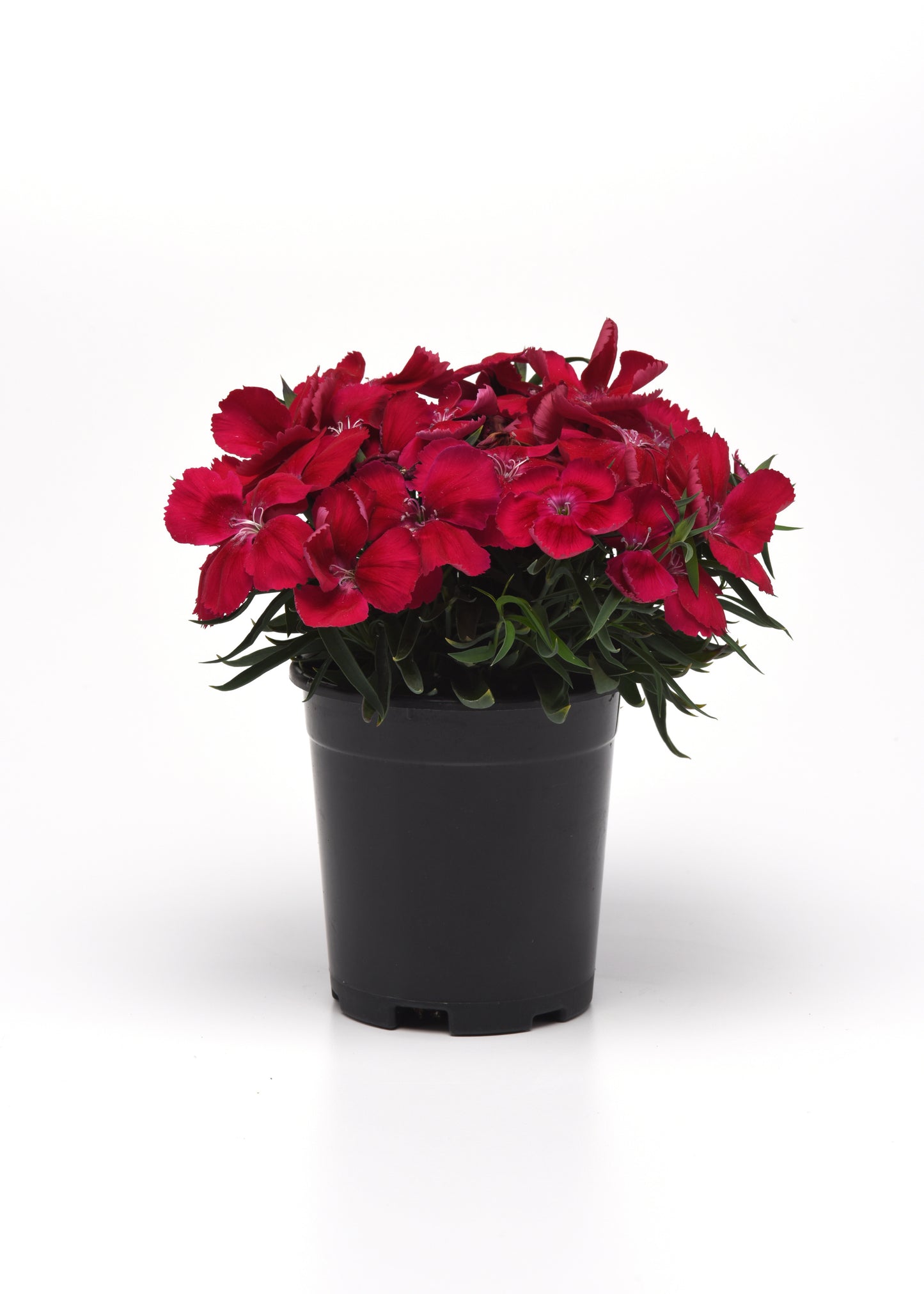 25 Pelleted Seeds Dianthus Coronet™ Cherry Red Flower Seeds