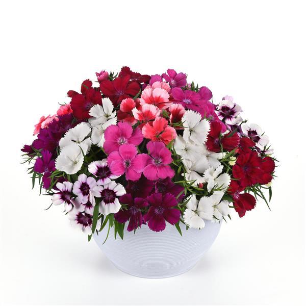 25 Pelleted Seeds Dianthus Coronet™ Mix Flower Seeds