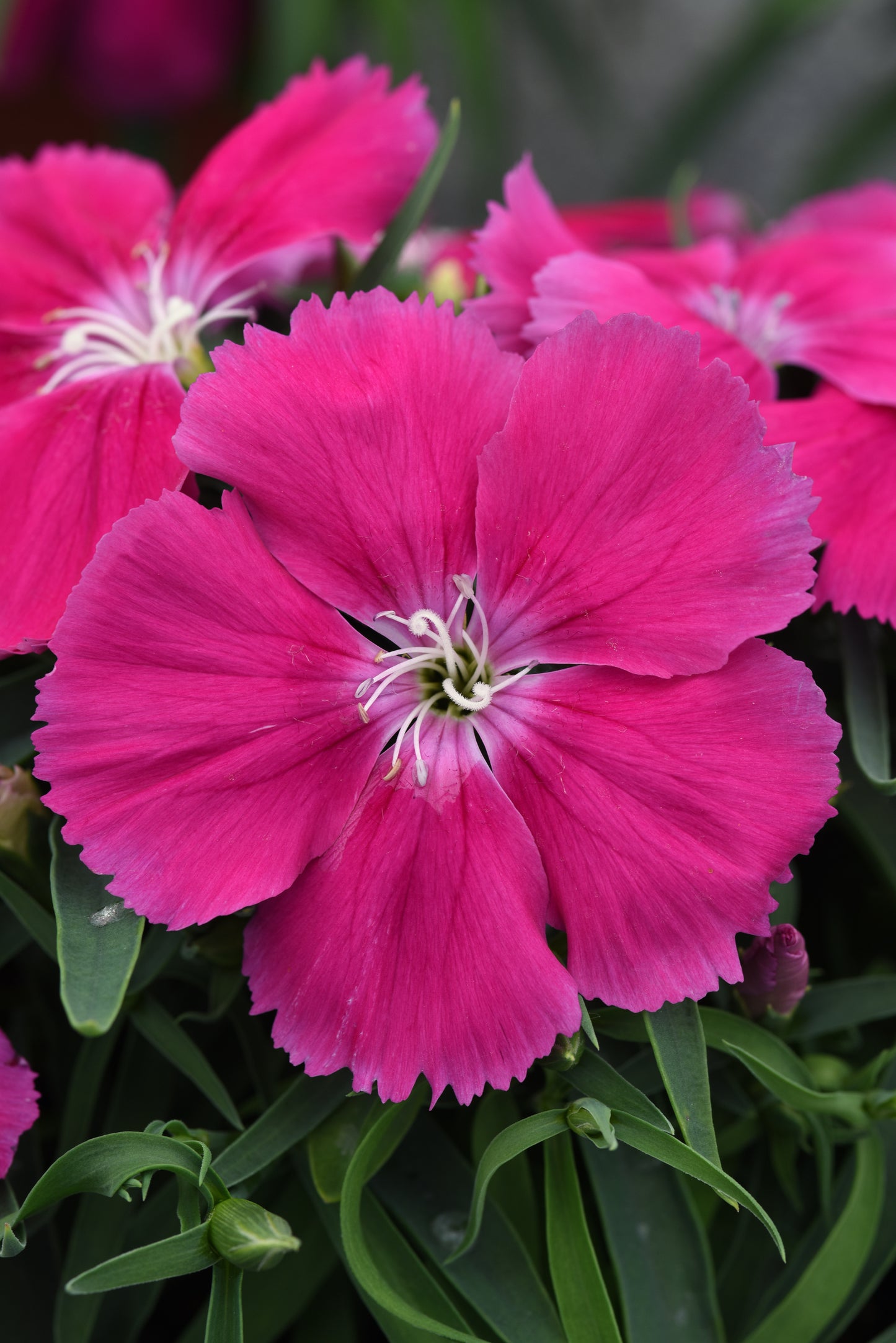 25 Pelleted Seeds Dianthus Coronet™ Rose Flower Seeds