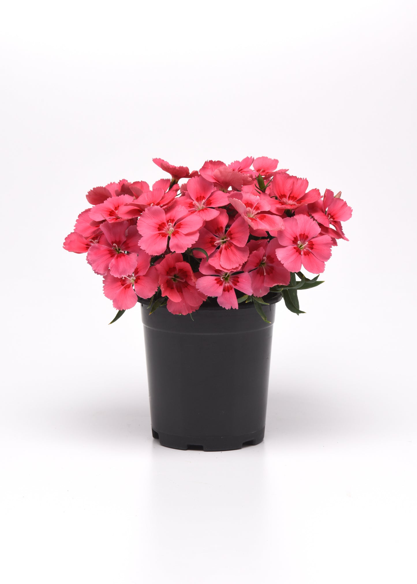 25 Pelleted Seeds Dianthus Coronet™ Salmon Red Eye Flower Seeds