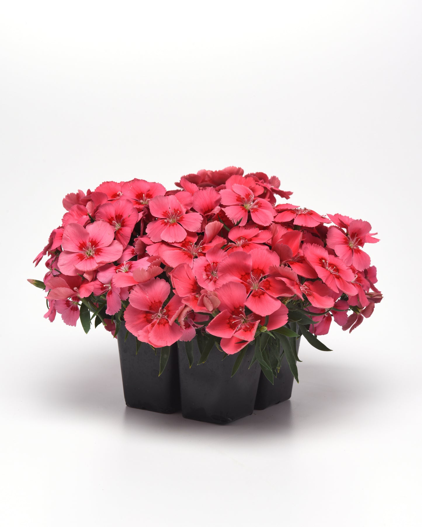 25 Pelleted Seeds Dianthus Coronet™ Salmon Red Eye Flower Seeds