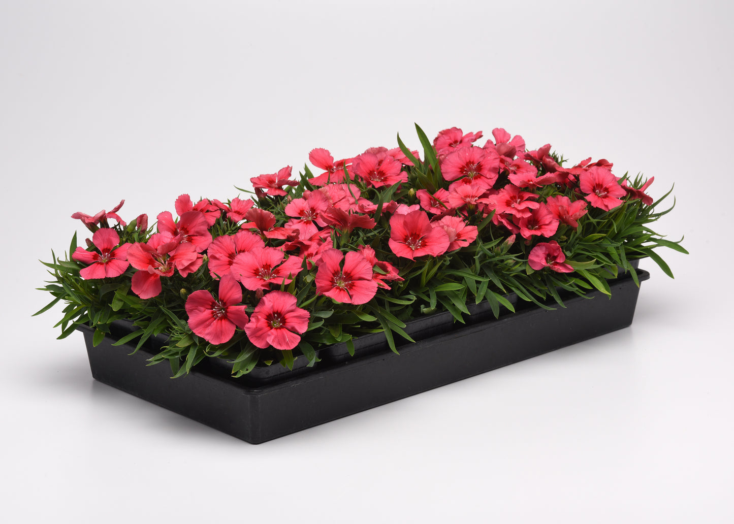 25 Pelleted Seeds Dianthus Coronet™ Salmon Red Eye Flower Seeds