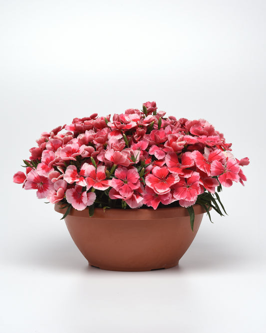25 Pelleted Seeds Dianthus Coronet™ Strawberry Flower Seeds