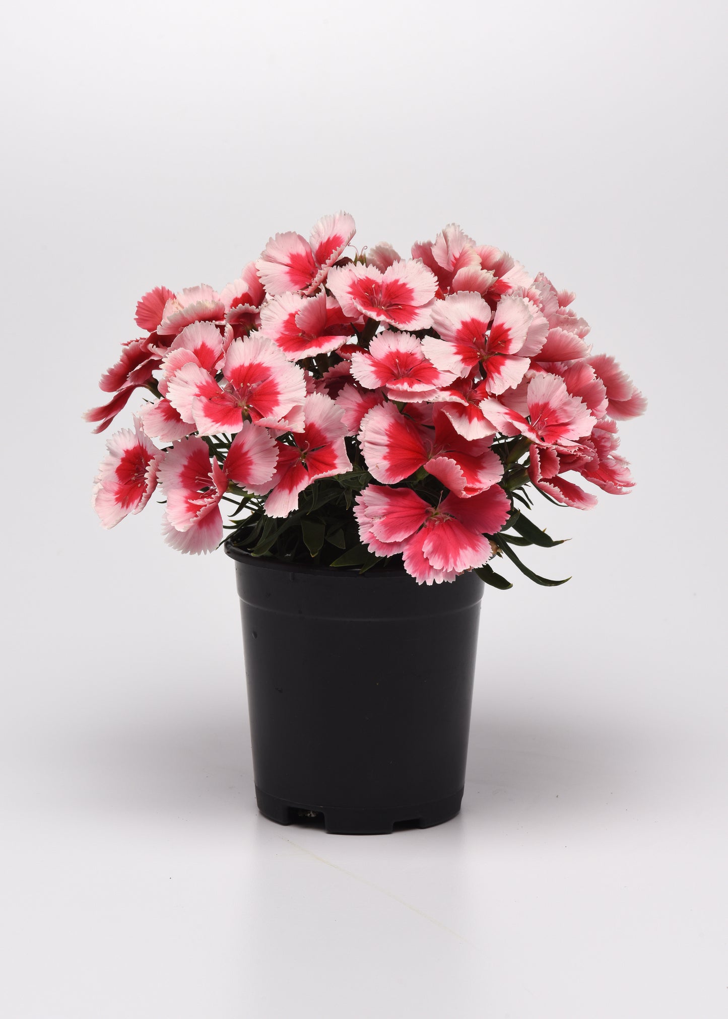 25 Pelleted Seeds Dianthus Coronet™ Strawberry Flower Seeds