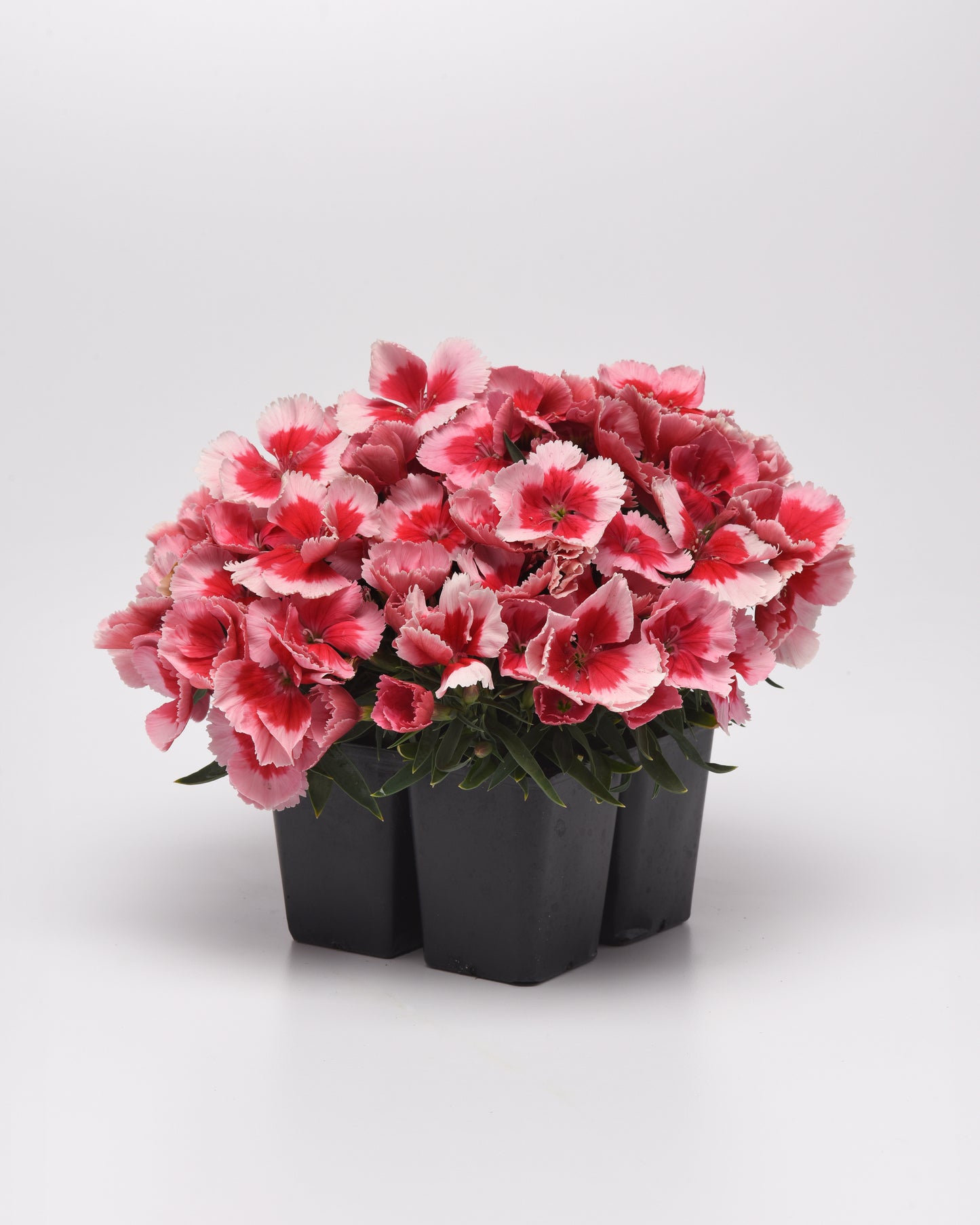 25 Pelleted Seeds Dianthus Coronet™ Strawberry Flower Seeds