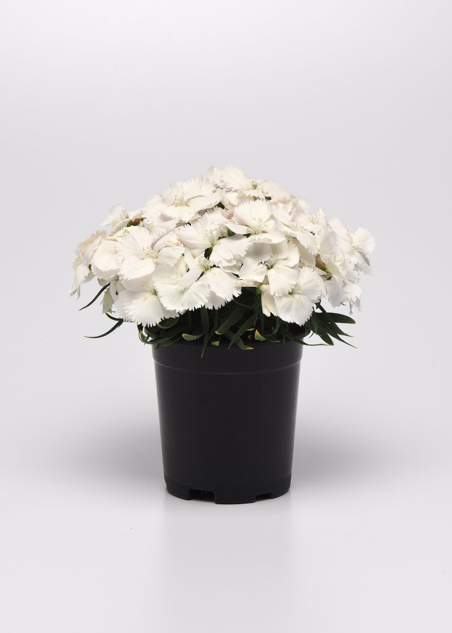 25 Pelleted Seeds Dianthus Coronet™ White Flower Seeds