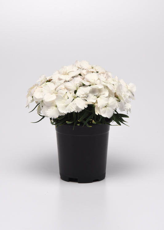 25 Pelleted Seeds Dianthus Coronet™ White Flower Seeds
