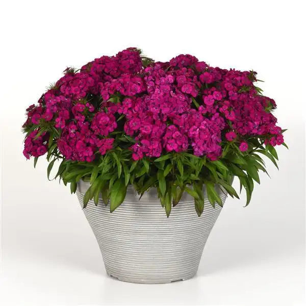 25 Pelleted Dianthus Seeds Dart Purple F1 Hybrid Flower Seeds