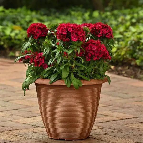 25 Pelleted Dianthus Seeds Dart Raspberry F1 Hybrid Flower Seeds