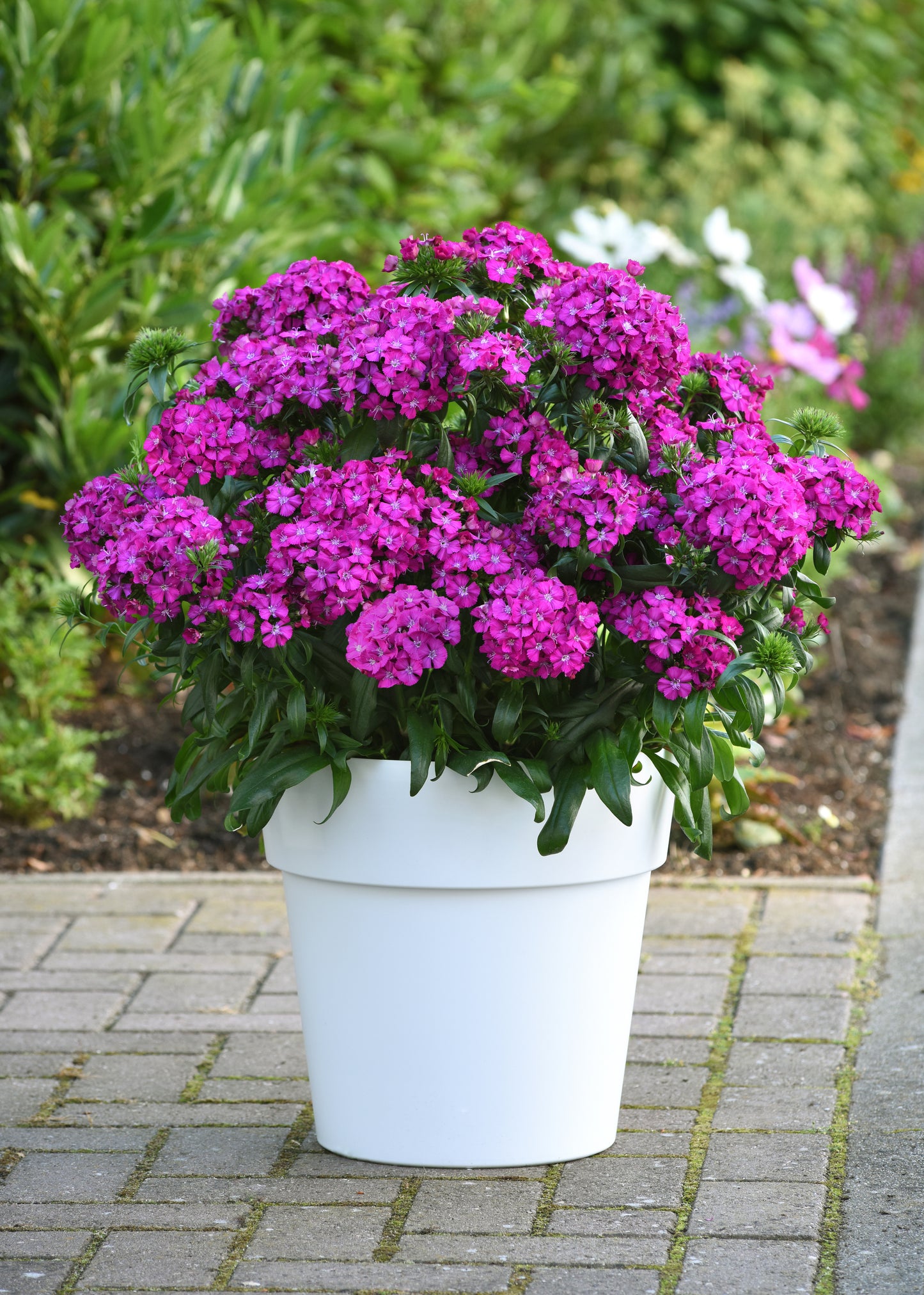 Jolt™ Purple Interspecific Dianthus Seeds – 25 Pelleted Flower Seeds