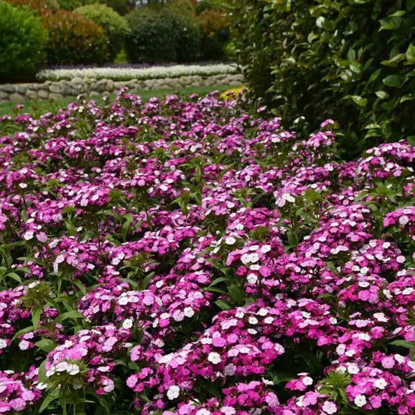 25 Pelleted Dianthus Seeds Dash™ Magician – Fragrant Cut Flower Seeds