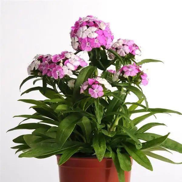 25 Pelleted Dianthus Seeds Dash™ Magician – Fragrant Cut Flower Seeds
