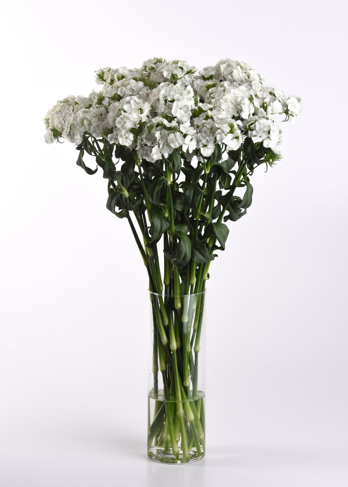 Wedding Bouquet Flower Seed Collection – 8 Varieties, 525 Seeds
