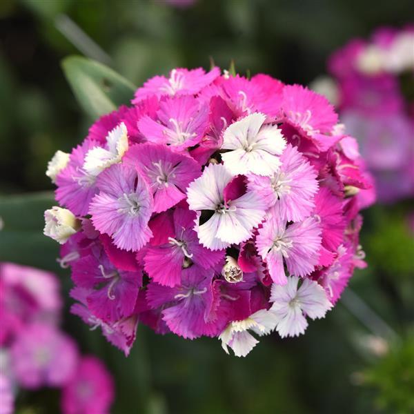 pom pom dahlia from seed 25 Pelleted Dianthus Seeds Amazon ™ Lavender Magic – trailingpetunia.com