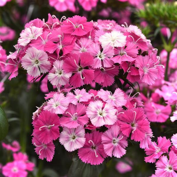 25 Pelleted Dianthus Seeds Amazon ™ Rose Magic