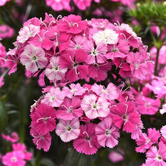 25 Pelleted Dianthus Seeds Amazon ™ Rose Magic