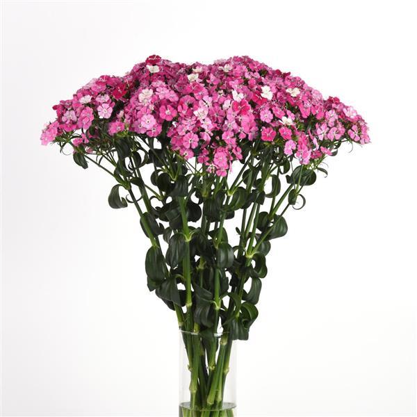 rose seeds amazon 25 Pelleted Dianthus Seeds Amazon ™ Rose Magic