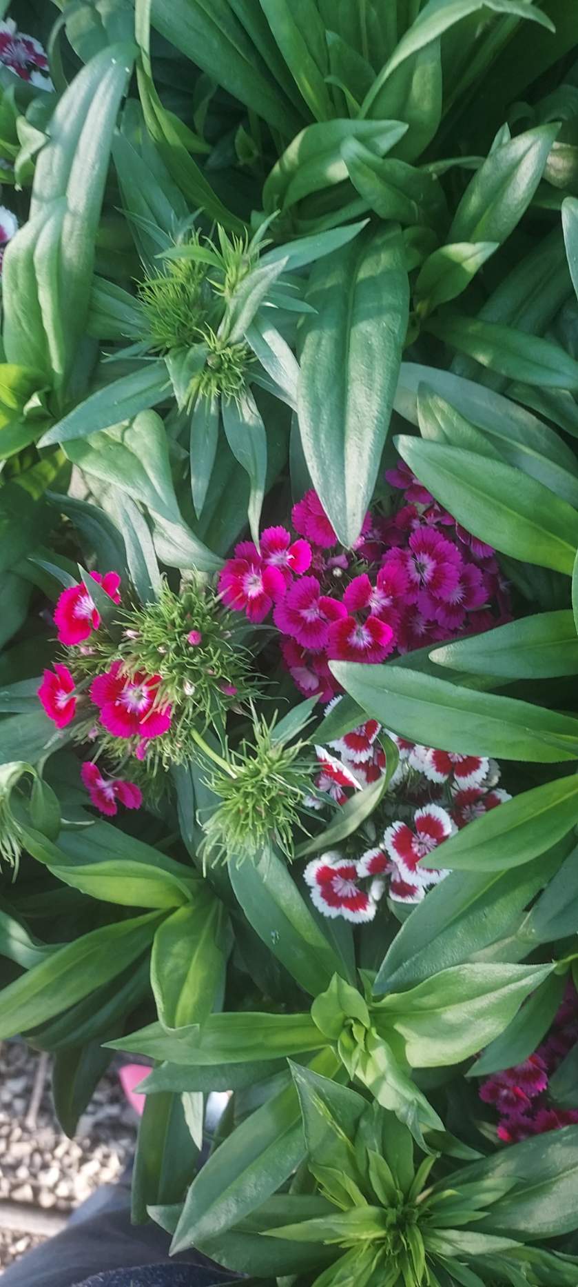 50 Dianthus Seeds Dianthus Barbarini Mix Perennial Seeds