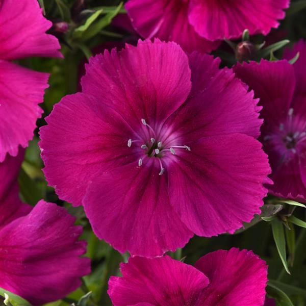 25 Pelleted Seeds Dianthus Coronet™ Purple Flower Seeds
