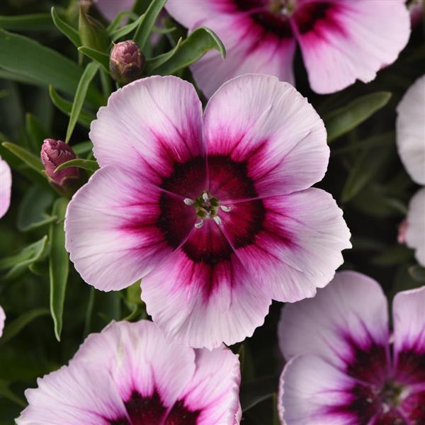 25 Pelleted Seeds Dianthus Coronet™ White Purple Eye Flower Seeds