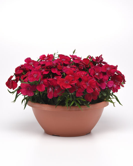25 Pelleted Seeds Dianthus Coronet™ Cherry Red Flower Seeds