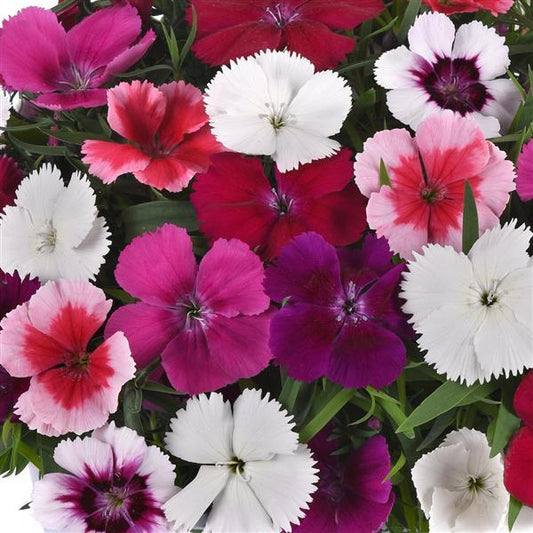 25 Pelleted Seeds Dianthus Coronet™ Mix Flower Seeds