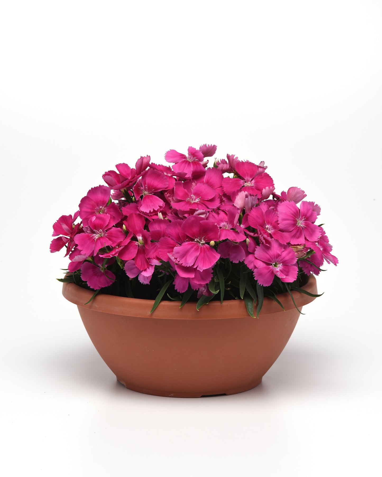 25 Pelleted Seeds Dianthus Coronet™ Rose Flower Seeds