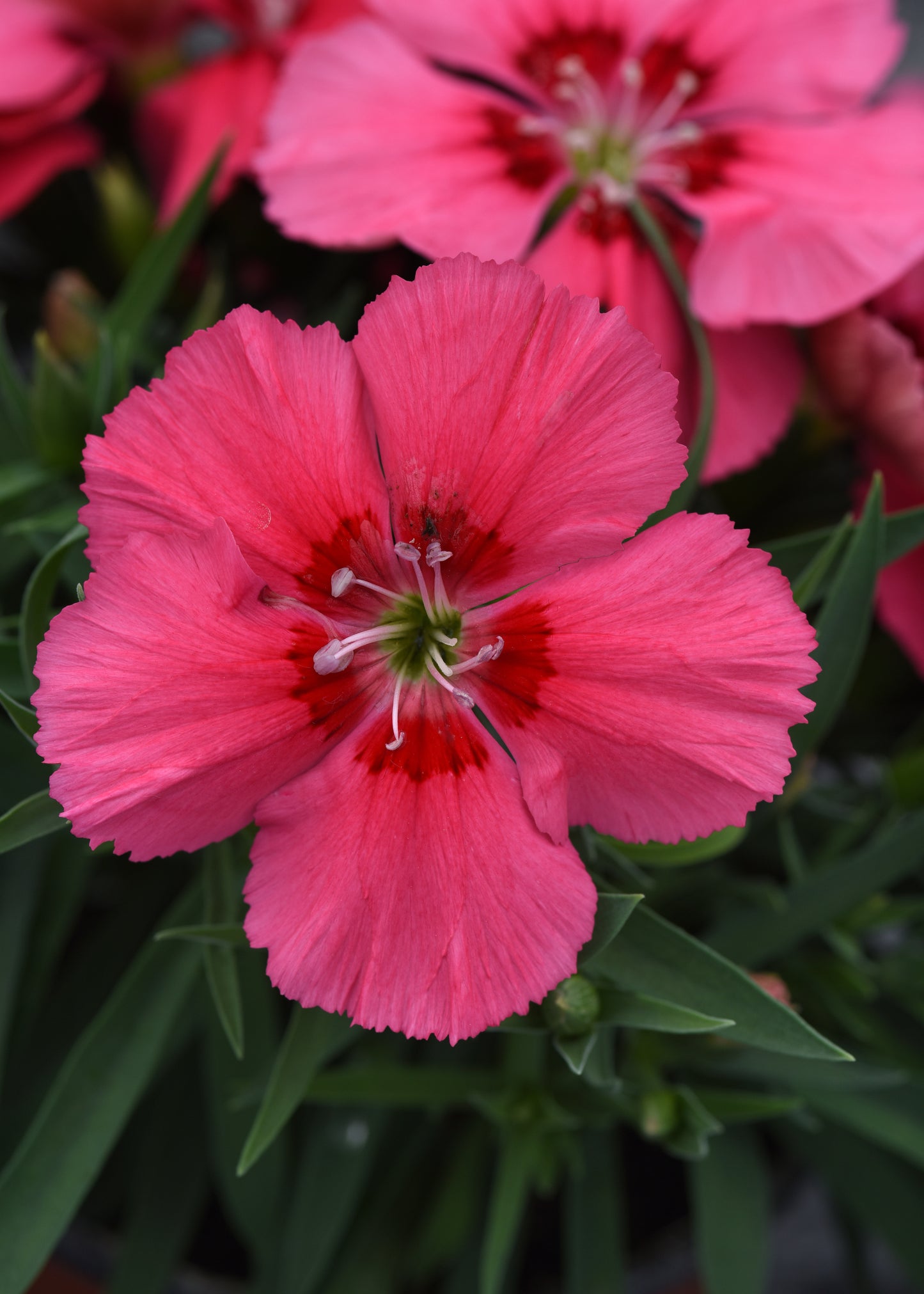 25 Pelleted Seeds Dianthus Coronet™ Salmon Red Eye Flower Seeds