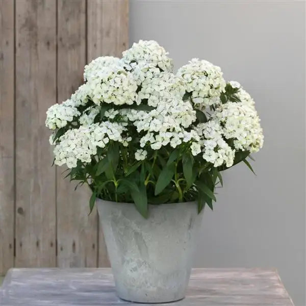 25 Pelleted Dianthus Seeds Dart White F1 Hybrid Flower Seeds